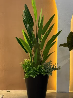 گیاه درخت پرنده بهشتی 30 شاخه