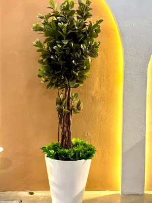 elastica