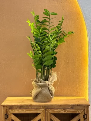 zamofili
